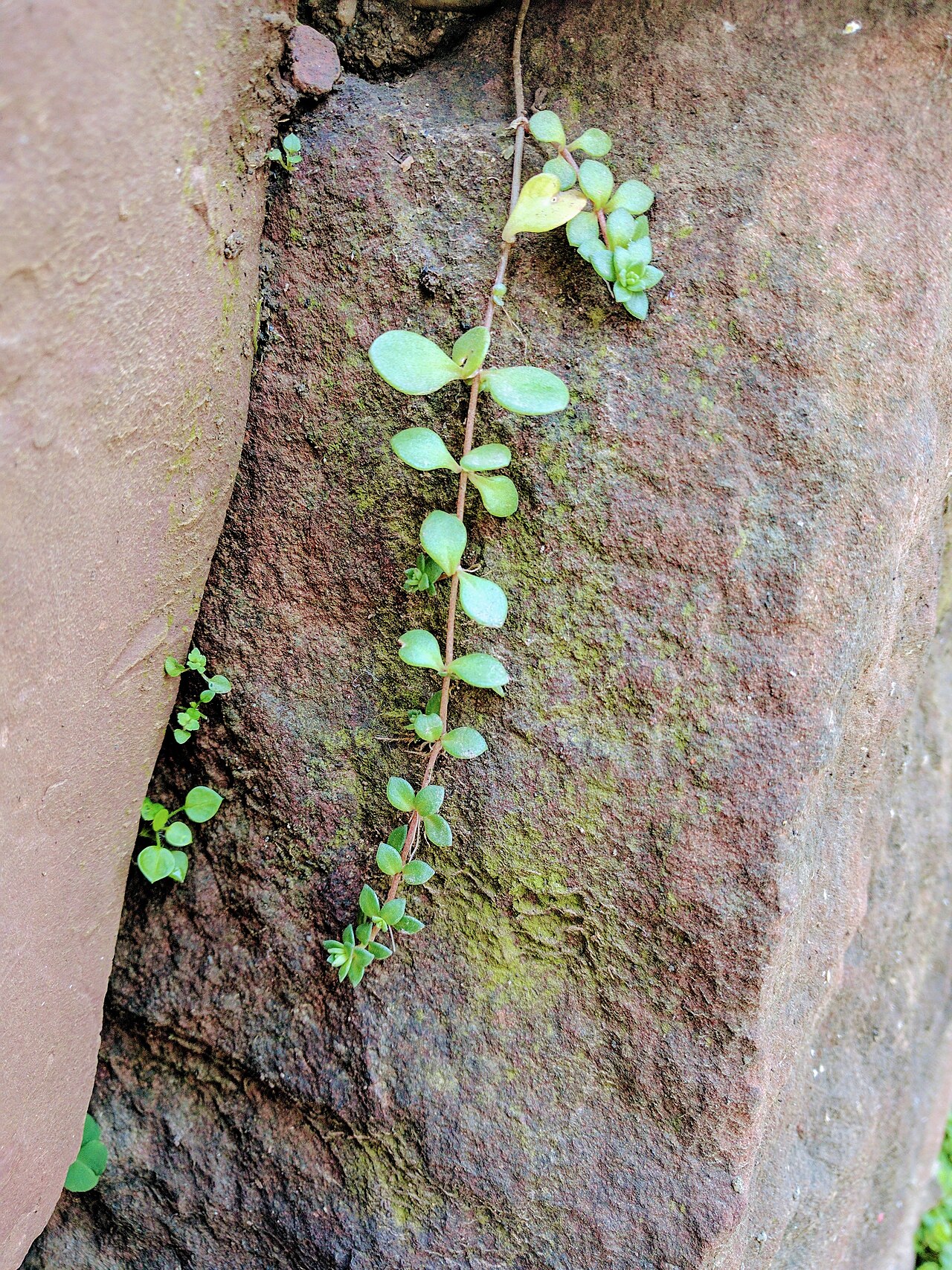 Sedum bulbiferum: Sedum bulbiferum , photographed in Central China Normal University, Wuhan, Hubei Province, China