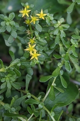 Sedum bulbiferum (Sedum bulbiferum)