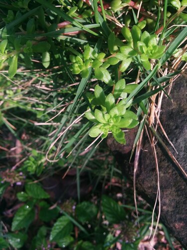Sedum bulbiferum (Sedum bulbiferum)