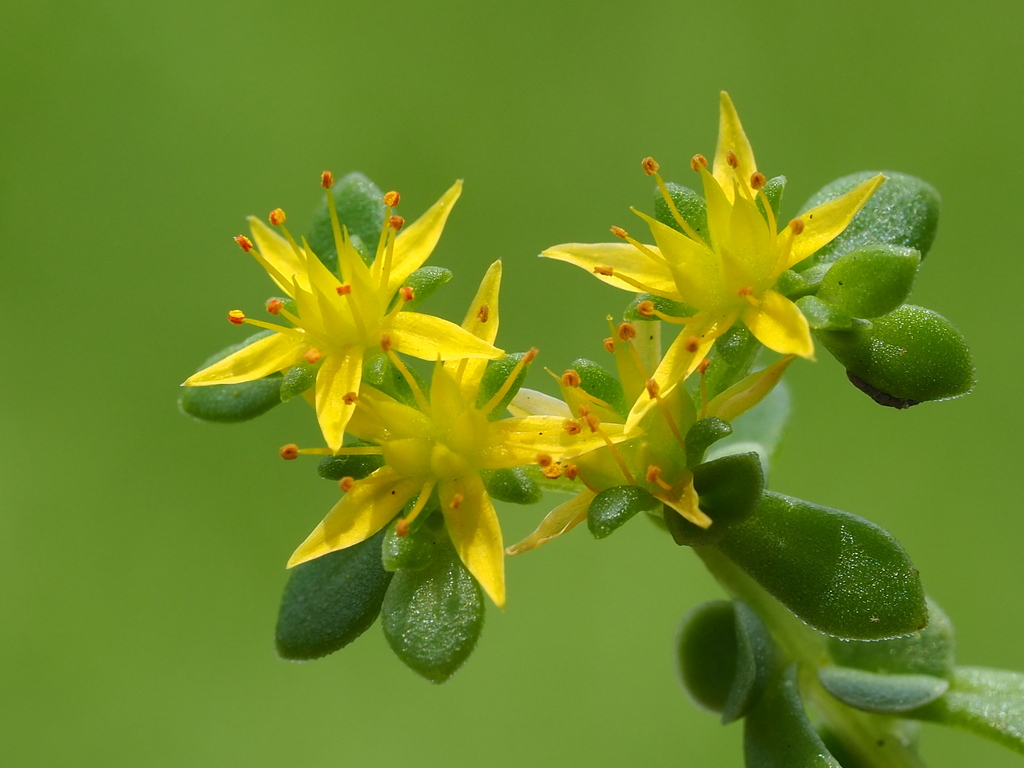 Sedum bulbiferum (Sedum bulbiferum)