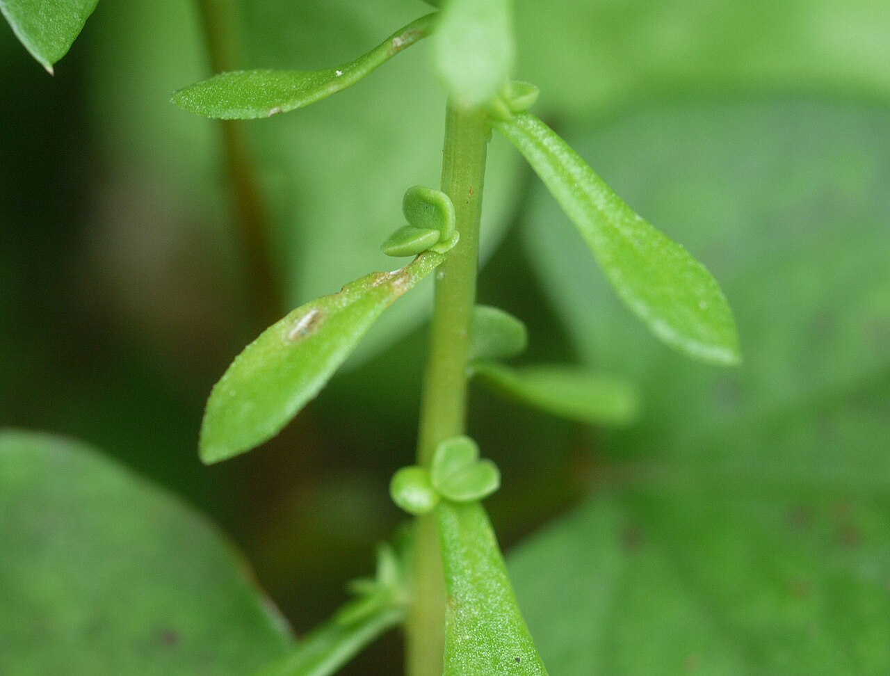 Sedum bulbiferum: Sedum bulbiferum