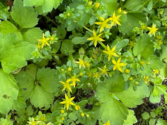 Sedum bulbiferum (Sedum bulbiferum)