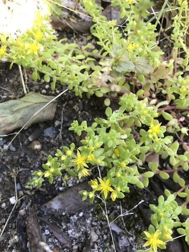 Sedum bulbiferum (Sedum bulbiferum)