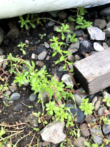 Sedum bulbiferum (Sedum bulbiferum)
