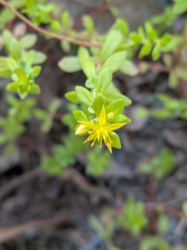 Sedum bulbiferum (Sedum bulbiferum)