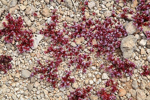 Sedum caeruleum: Sedum caeruleum growing at Triq ir-Ramla tat-Torri l-Abjad in Mellieħa , Malta