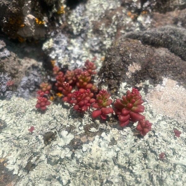 Sedum caeruleum (Sedum caeruleum)