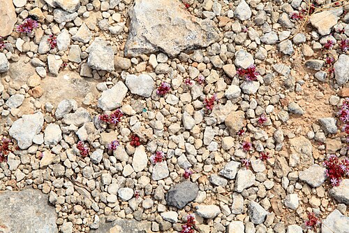 Sedum caeruleum: Sedum caeruleum growing at Triq ir-Ramla tat-Torri l-Abjad in Mellieħa , Malta
