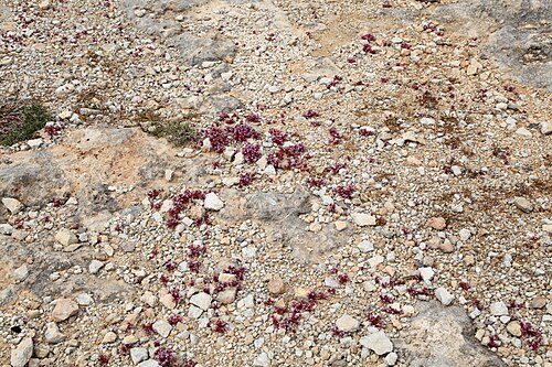 Sedum caeruleum: Sedum caeruleum growing at Triq ir-Ramla tat-Torri l-Abjad in Mellieħa , Malta
