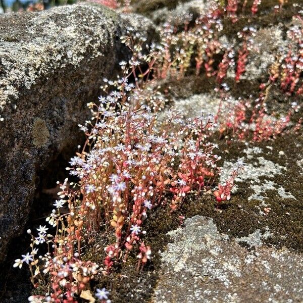 Sedum caeruleum (Sedum caeruleum)