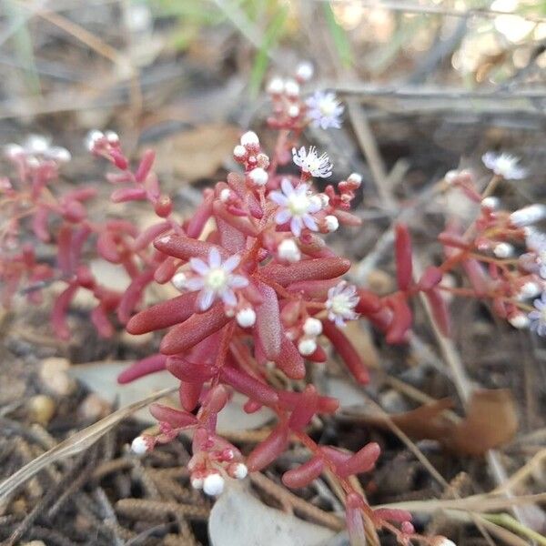 Sedum caeruleum (Sedum caeruleum)