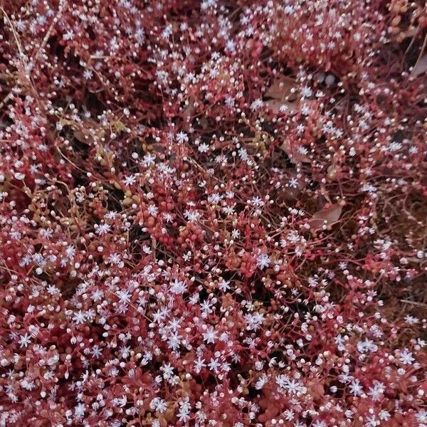 Sedum caeruleum (Sedum caeruleum)
