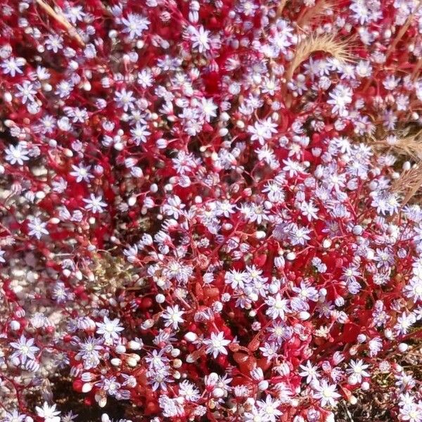 Sedum caeruleum (Sedum caeruleum)