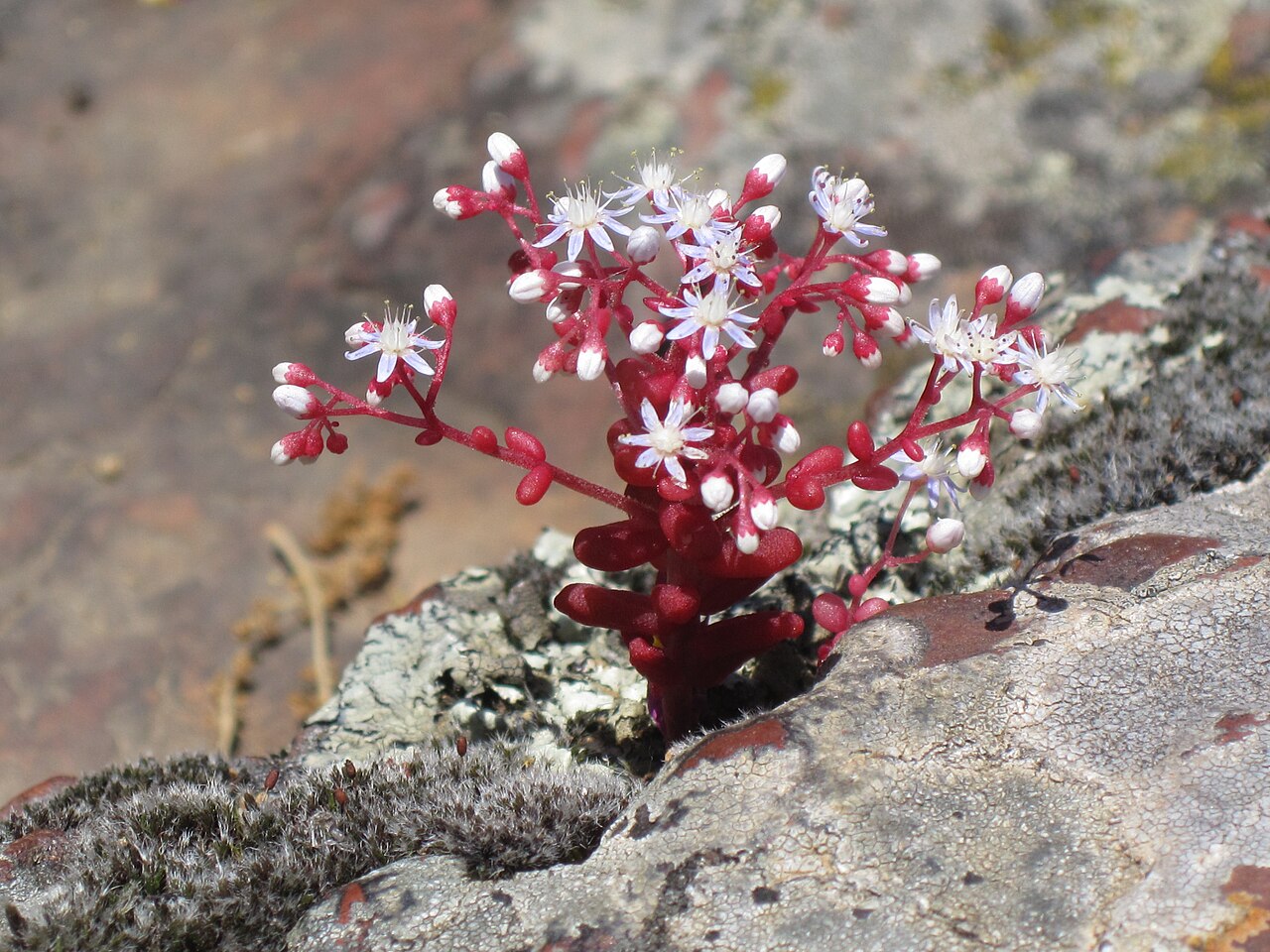 Sedum caeruleum: Sedum caeruleum, Corsica, France