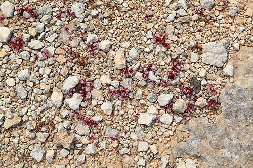 Sedum caeruleum: Sedum caeruleum growing at Triq ir-Ramla tat-Torri l-Abjad in Mellieħa , Malta