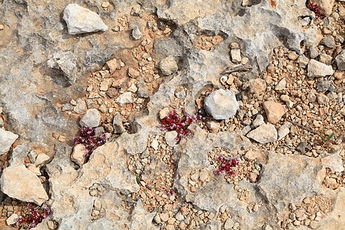 Sedum caeruleum: Sedum caeruleum growing at Triq ir-Ramla tat-Torri l-Abjad in Mellieħa , Malta