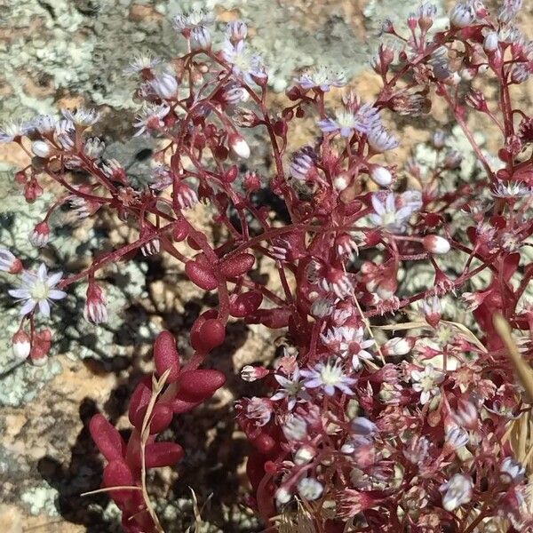 Sedum caeruleum (Sedum caeruleum)