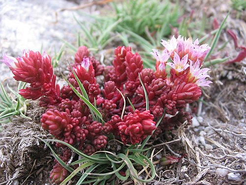 Sedum candolleanum: Pablo Alberto Salguero Quiles. Gredos. Ávila. España.