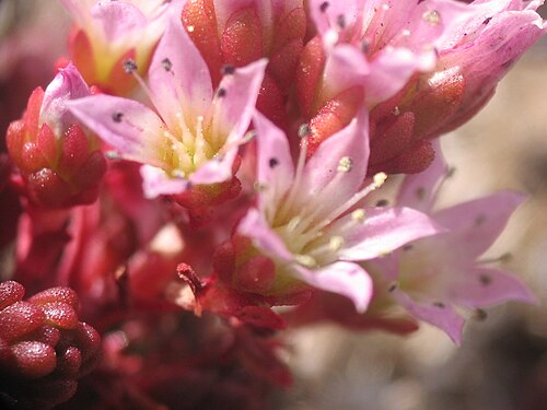 Sedum candolleanum: Pablo Alberto Salguero Quiles. Gredos. Ávila. España.