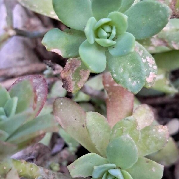 Pink stonecrop (Sedum cepaea)