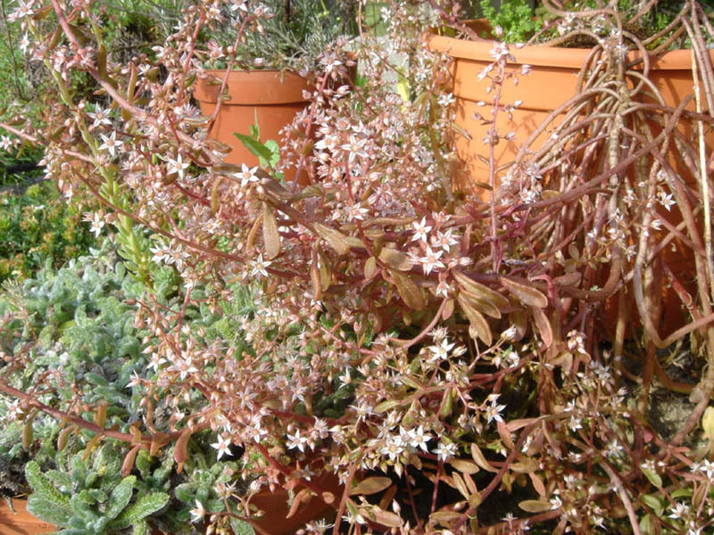 Pink stonecrop: Sedum cepaea