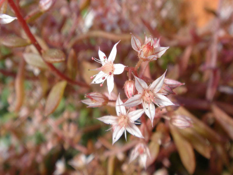 Pink stonecrop: Sedum cepaea