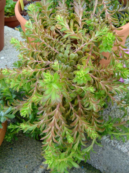 Pink stonecrop: Sedum cepaea