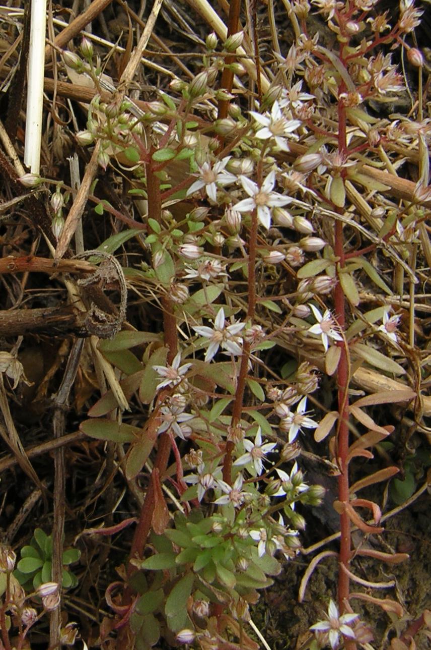 Pink stonecrop: Sedum cepaea Angers, France Source : [1]