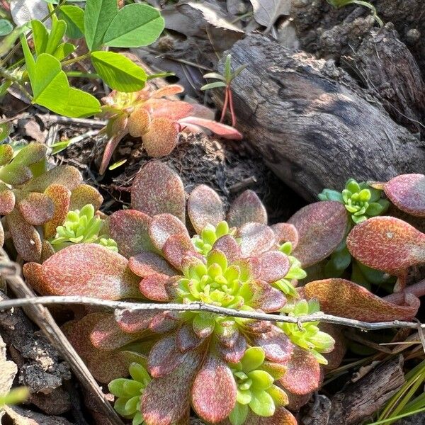 Pink stonecrop (Sedum cepaea)