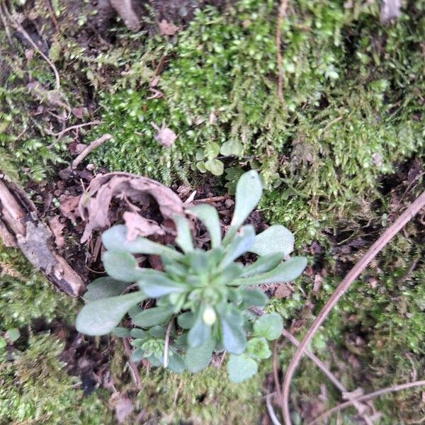 Pink stonecrop (Sedum cepaea)
