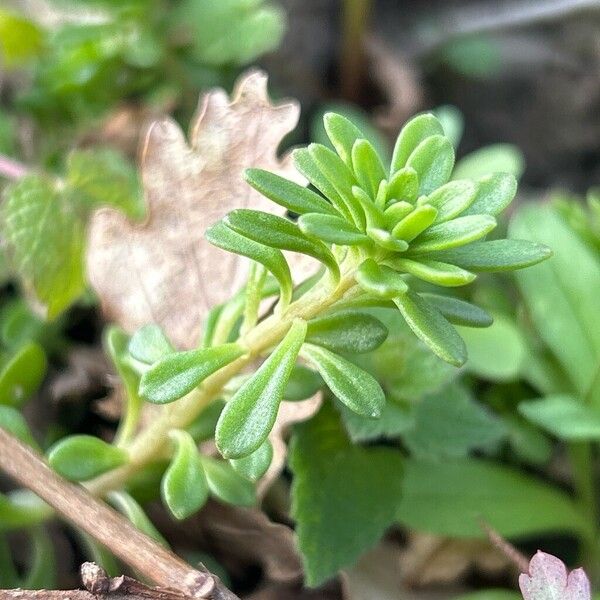 Pink stonecrop (Sedum cepaea)