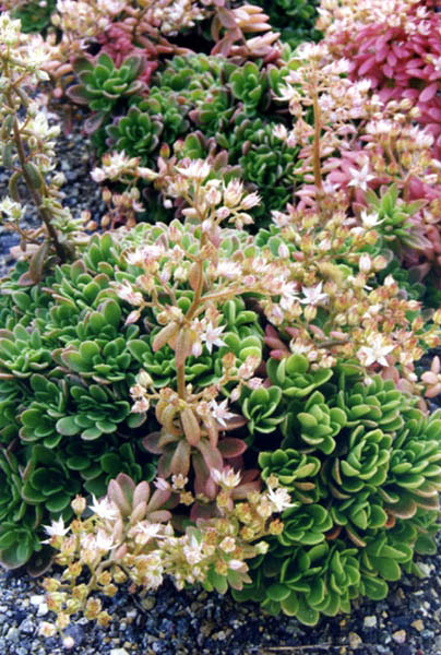 Pink stonecrop: Sedum cepaea 'Cristata'