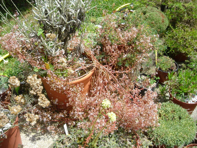 Pink stonecrop: Sedum cepaea