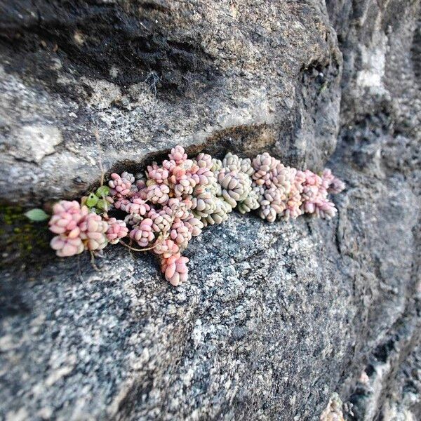 Thick-leaf stonecrop (Sedum dasyphyllum)