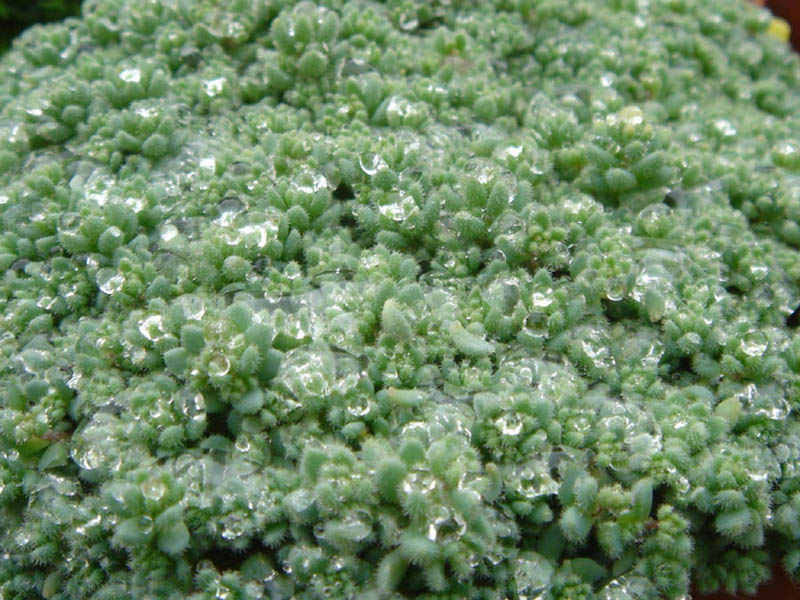 Thick-leaf stonecrop: Sedum dasyphyllum var. glanduliferum