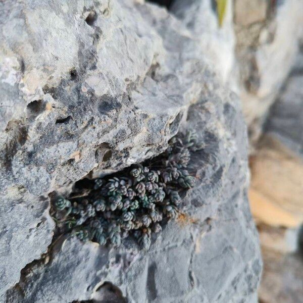 Thick-leaf stonecrop (Sedum dasyphyllum)