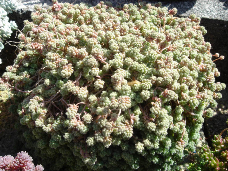 Thick-leaf stonecrop: Sedum dasyphyllum var. glanduliferum
