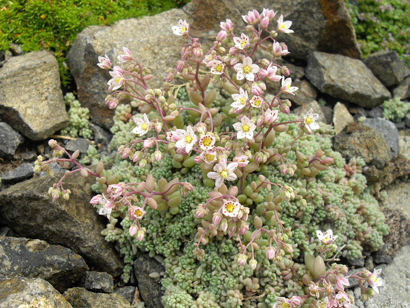 Thick-leaf stonecrop: Sedum dasyphyllum var. glanduliferum