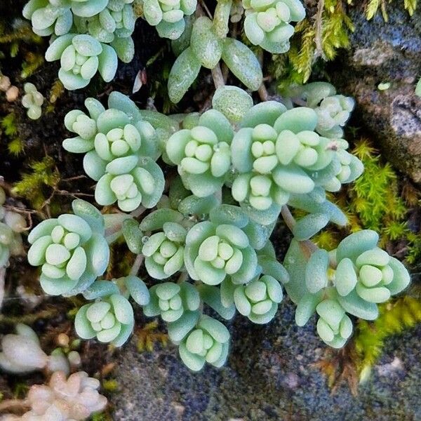 Thick-leaf stonecrop (Sedum dasyphyllum)