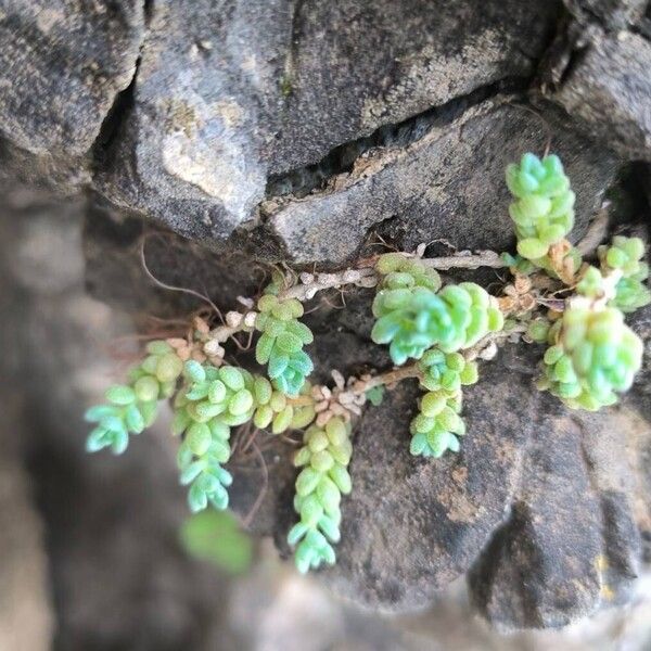 Thick-leaf stonecrop (Sedum dasyphyllum)