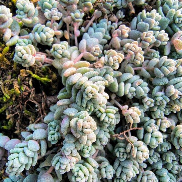 Thick-leaf stonecrop (Sedum dasyphyllum)