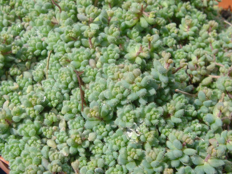 Thick-leaf stonecrop: Sedum dasyphyllum var. glanduliferum