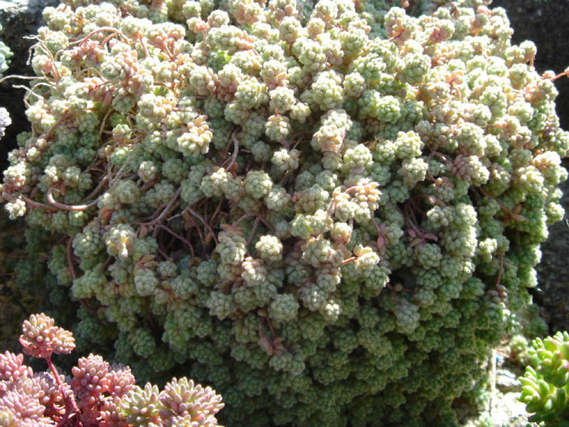 Thick-leaf stonecrop: Sedum dasyphyllum var. glanduliferum