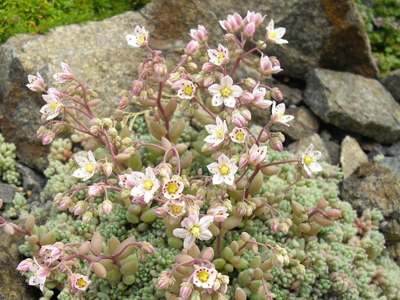 Thick-leaf stonecrop: Sedum dasyphyllum var. glanduliferum