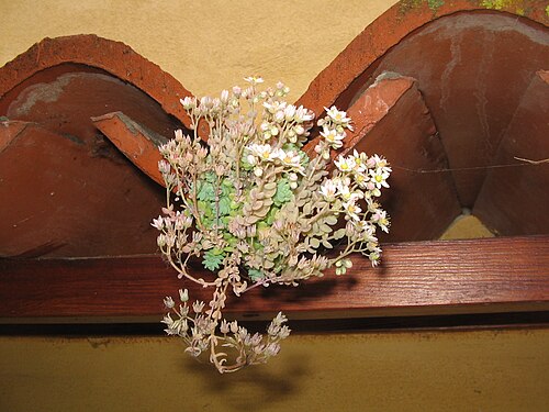 Thick-leaf stonecrop: A Sedum dasyphyllum with flowers outside a rural house in Cilento, Southern Italy. The plant grows between some tiles.