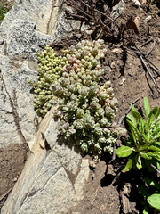 Orpine stonecrop (Sedum debile)