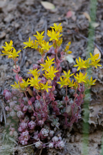 Orpine stonecrop (Sedum debile)