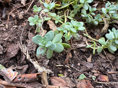 Orpine stonecrop (Sedum debile)