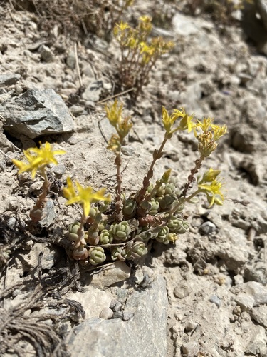 Orpine stonecrop (Sedum debile)