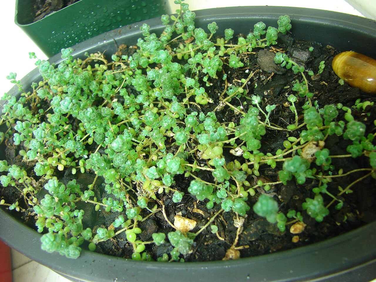 Orpine stonecrop: A small pot of Sedum debile growing in a soil medium. Also called the Orpine or Weakstem Stonecrop.